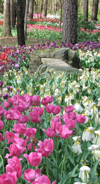 Pink tulips